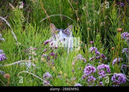 Cat lors d'un voyage de découverte dans un pré de fleurs un jour d'été. Cat se cache dans l'herbe et regarde la caméra. Banque D'Images