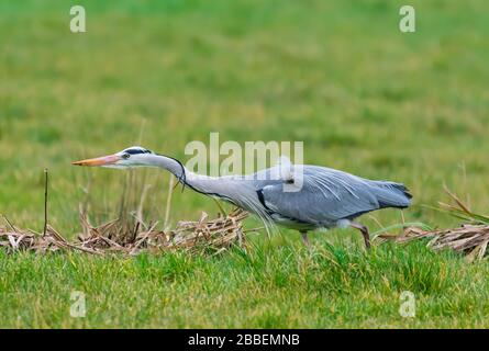 Vue latérale d'un adulte Héron cendré (Ardea cinerea), d'un grand échassier au bord de l'eau, marche et s'étend vers l'avant en hiver dans le West Sussex, Royaume-Uni. Banque D'Images