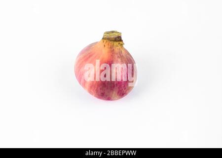 Portrait d'un oignon frais de taille moyenne de couleur rouge non pelé sur un fond blanc isolé Banque D'Images