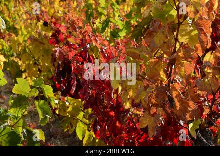 Vue rapprochée sur les feuilles de raisin qui se tournent vers le rouge en jaune en automne dans la région de Rioja Alavesa; comme arrière-plan Banque D'Images