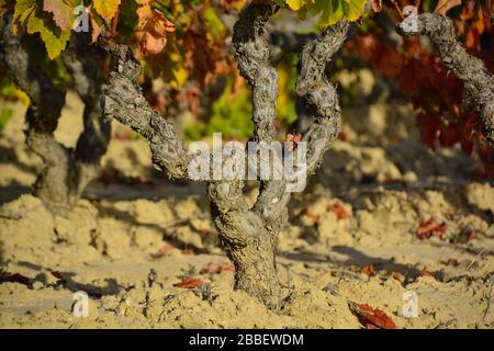 Vue rapprochée de quelques vieux stock de vigne dans la région de la rioja en automne avec des feuilles colorantes comme toile de fond Banque D'Images