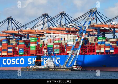 Rotterdam, Pays-Bas-juin 2019; vue à bas angle du navire à conteneurs, «de la hanche à la rive» dans le terminal avec des grues à portique s'élevant au-dessus du navire Banque D'Images