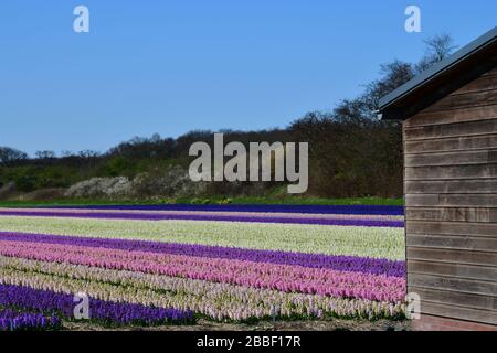 Vue en grand angle de la rangée après rangée de hyacinthes bleu, violet, rose et blanc dans un champ proche de la ville néerlandaise de Lisse contre un ciel bleu clair Banque D'Images