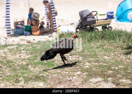 dinde à la brosse australienne ou oiseau de dinde de brousse de la famille des Megapodiidae marchant sur le sable de la plage de Wategos à Byron Bay, Nouvelle-Galles du Sud, Australie Banque D'Images