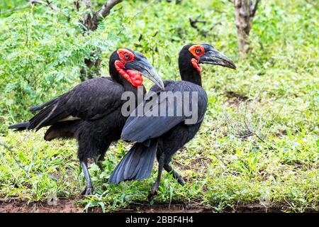 Reproduction paire de Hornbills du sud de la terre de la forêt dans le parc national Kruger, Afrique du Sud Banque D'Images