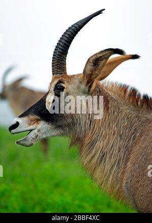 Roan Antelope Portrait dans le sanctuaire de la faune de Militane, Eswatini (Swaziland) Banque D'Images