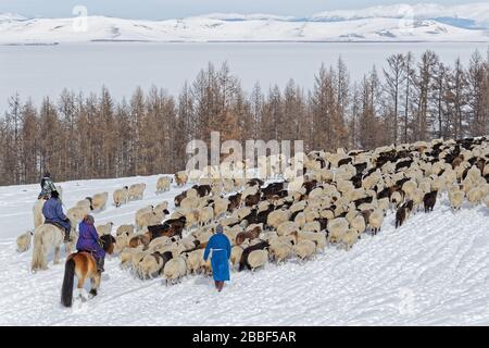 RENCHINLKHUMBE, MONGOLIE, 4 mars 2020 : la migration saisonnière printanière commence dans les montagnes de la Mongolie-Nord, car les paysages sont encore couverts d'esprit Banque D'Images