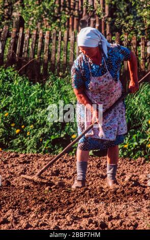 Femme travaillant sur un terrain derrière sa maison dans la ville de Sergiyev Posad, officiellement Zagorsk, à 70 km de Moscou, mai 1990. Banque D'Images