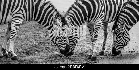 Noir et blanc, vue panoramique latérale de la famille des zébrures des plaines (Equus quagga) se nourrissant ensemble, se dirige vers le bas, à l'extérieur au West Midlands Safari Park, Royaume-Uni. Banque D'Images