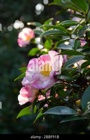 fleur de camellia de montagne. Plante d'evergreen de la famille des Theaceae. Camellia sinensis ou Tea Bush Banque D'Images