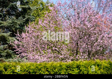 Jardin printanier lumineux avec un beau arbre de prune à fleurs et une haie verte comme arrière-plan. Vu en mars en Allemagne Banque D'Images