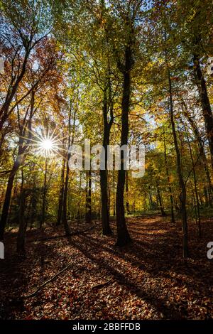 Silhouette d'automne hêtre arbres en bois Buckholt, Arles, France Banque D'Images