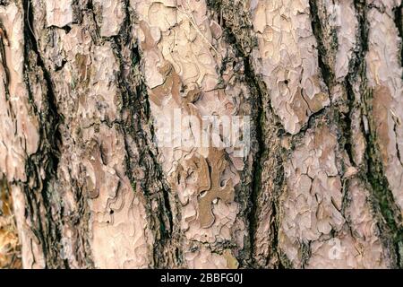 Fond photo détaillé d'une écorce d'arbre Banque D'Images