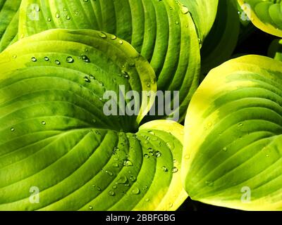 Belles feuilles variégées d'une plante Hosta en plein soleil avec des gouttelettes d'eau après une douche à effet pluie Banque D'Images