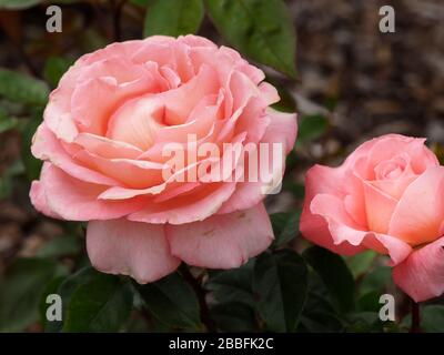 Gros plan de belles fleurs roses roses, variété Paul Shirville, dans un jardin d'été Banque D'Images