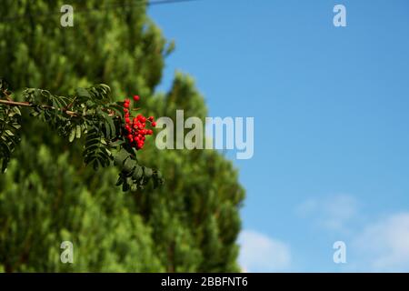 Baies rouges accrochées à une branche avec arbres et ciel bleu en arrière-plan Banque D'Images