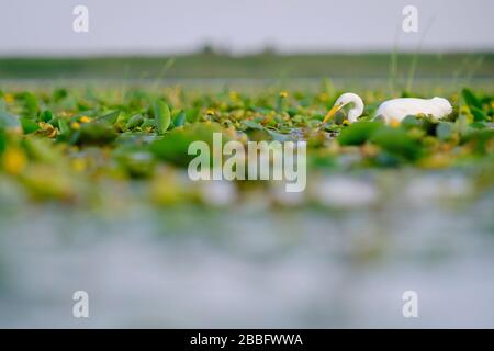 Grand adulte d'Egret blanc (Ardea alba) avec proie dans le bec. Delta de Nemunas. Lituanie. Banque D'Images