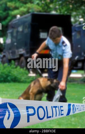 Politie / bande de police devant le policier belge avec chien de police berger allemand qui ronge les vêtements de la victime en Belgique Banque D'Images