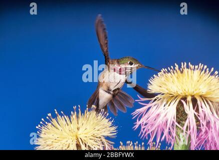 Calliope Hummingbird, Stellula calliope, mâle, Gila National Forest, New Mexico USA, technique photographique à grande vitesse, en vol planant sur la fleur Banque D'Images