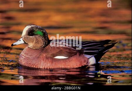American Wigeon, Anas americana, chute reproductrice pour adultes, Santee Lakes, Californie, États-Unis Banque D'Images