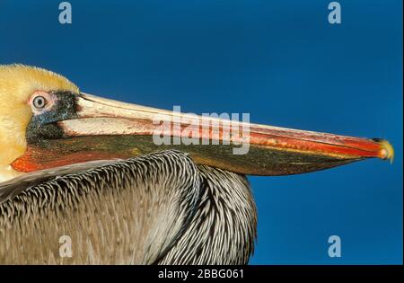 Pelican brun, Pelecanus occidentalis californicus, mâle avec pochette rouge de plumage rouge de reproduction rouge, la Jolla, Californie, États-Unis, gros bec et ey Banque D'Images