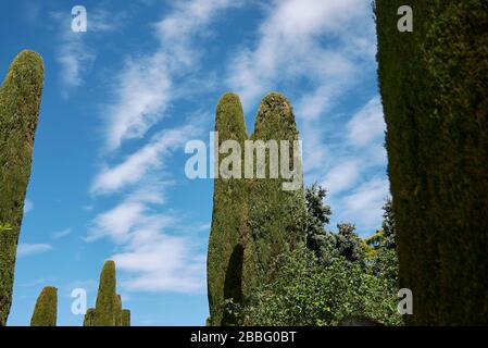 Cupressus sempervirens feuillage vert Banque D'Images