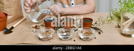 Planter des graines de betteraves, de coriandre, de chou. Les mains de l'enfant ont arrosé le sol avec de l'eau provenant d'une verseuse avec un stylo. Banque D'Images