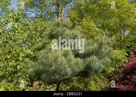 Printemps Foliage d'un pin blanc de l'est (Pinus strobus 'Compacta') dans un jardin dans le Devon rural, Angleterre, Royaume-Uni Banque D'Images