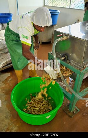 Sri Lanka, Monaragala, usine d'épices, lavage au gingembre Banque D'Images