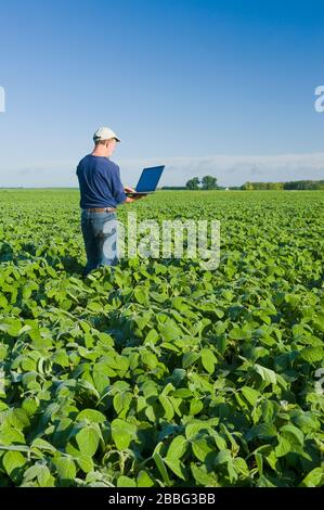Un homme utilisant un ordinateur vérifie un champ de soja à croissance moyenne, Manitoba, Canada Banque D'Images