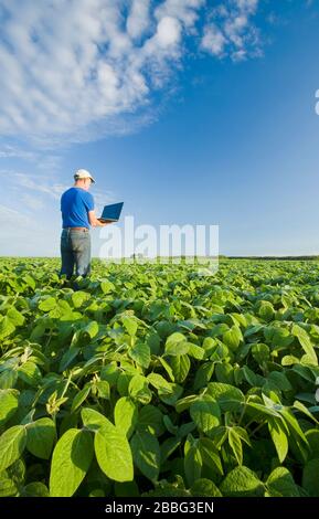 Un homme utilisant un ordinateur vérifie un champ de soja à croissance moyenne, Manitoba, Canada Banque D'Images