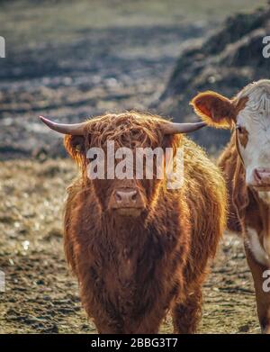 Portrait d'une jolie vache brune écossaise de bétail sur les hautes terres sous un soleil éclatant Banque D'Images