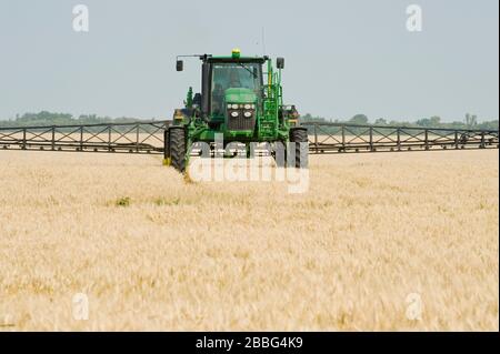 Un pulvérisateur à haut dégagement donne une application chimique de l'herbicide de pré-récolte sur le blé mûr , Manitoba, Canada Banque D'Images