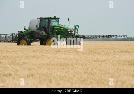 Un pulvérisateur à haut dégagement donne une application chimique de l'herbicide de pré-récolte sur le blé mûr , Manitoba, Canada Banque D'Images