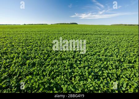 Champ de soja à croissance moyenne qui s'étend jusqu'à l'horizon près de Bruxelles, Manitoba, Canada Banque D'Images