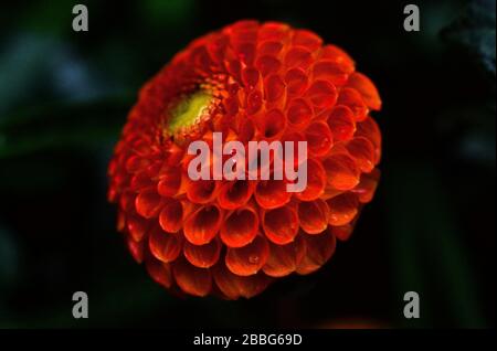 tête d'un dahlia pompon orange Banque D'Images