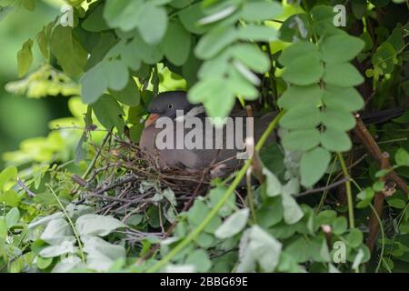 Pigeon ramier / Ringeltaube ( Columba palumbus ) nidification, reproduction, leurs œufs, l'éclosion, caché dans un arbre, très prudent et secret, l'Europe. Banque D'Images