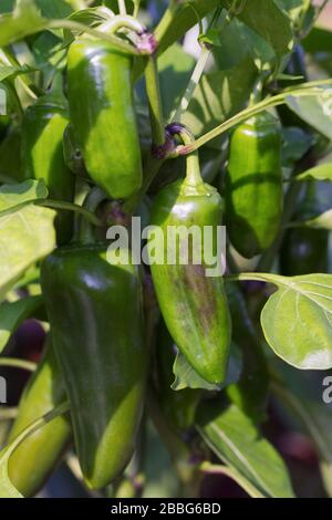 Capsicum annuum. Poivron « Hamil » Banque D'Images