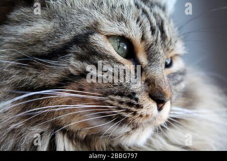 Portrait de chat norvégien domestique à la maison en lumière naturelle Banque D'Images