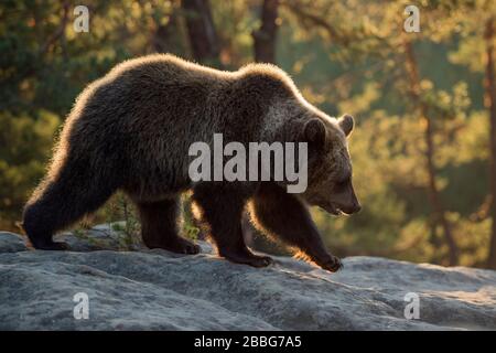 Ours brun européen / Braunbaer ( Ursus arctos ), jeune, marchant sur les rochers sur un défrichement dans une forêt boréale, premier feu chaud du matin, Europe. Banque D'Images