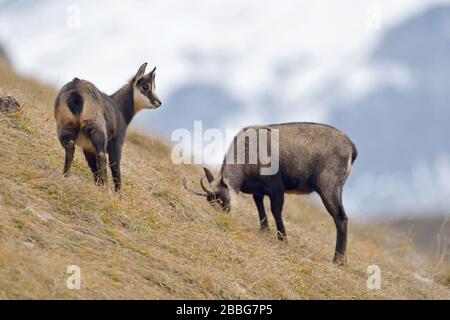 Chamois / Chamois alpin / Gaemse ( Rupicapra rupicapra ), femelle adulte avec jeune fraye en automne, se nourrissant sur un pré alpin, Allgäu, Allemagne, sauvage Banque D'Images