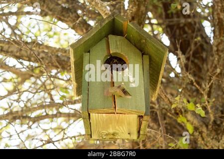 petite maison d'oiseaux sur un arbre. Il a été produit à partir de pièces en bois. Il y a quelques oiseaux à l'intérieur de lui à la nature Banque D'Images