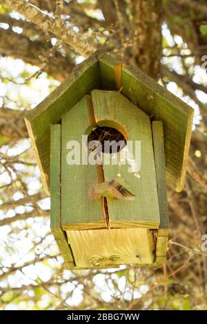 petite maison d'oiseaux sur un arbre. Il a été produit à partir de pièces en bois. Il y a quelques oiseaux à l'intérieur de lui à la nature Banque D'Images