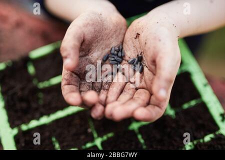 Une paire d'enfants d'âge scolaire primaire tenant les graines de plantes au-dessus des plateaux de semences en plastique vert Banque D'Images