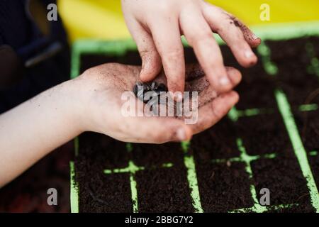 Une paire d'enfants d'âge scolaire primaire tenant les graines de plantes au-dessus des plateaux de semences en plastique vert Banque D'Images