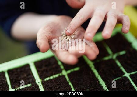 Une paire d'enfants d'âge scolaire primaire tenant les graines de plantes au-dessus des plateaux de semences en plastique vert Banque D'Images