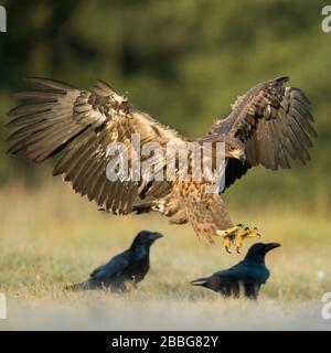 Aigle à queue blanche / Aigle marin / Seeadler ( Haliaetus albicilla ) juvénile, atterrissage sur un pré à côté de quelques corbeaux, ailes ouvertes, lumière du matin tôt, Banque D'Images