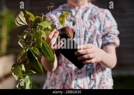 Une jeune fille de l'école primaire élimine une plante établie de clematis d'un pot de plante en plastique noir Banque D'Images