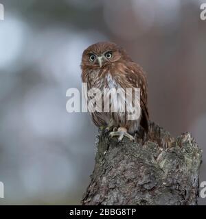 Chouette naine ferrugineux / Brasil Sperlingskauz Glaucidium brasilianum ( ), perché sur une souche d'arbre, ressemble fort, mais mignonne, drôle de petit hibou. Banque D'Images