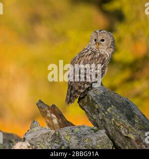 Chouette de l'Oural / Habichtskauz ( Strix uralensis ) perché sur un rocher, tôt le matin, la première lumière du soleil brille sur les bois de couleur d'automne en arrière-plan. Banque D'Images